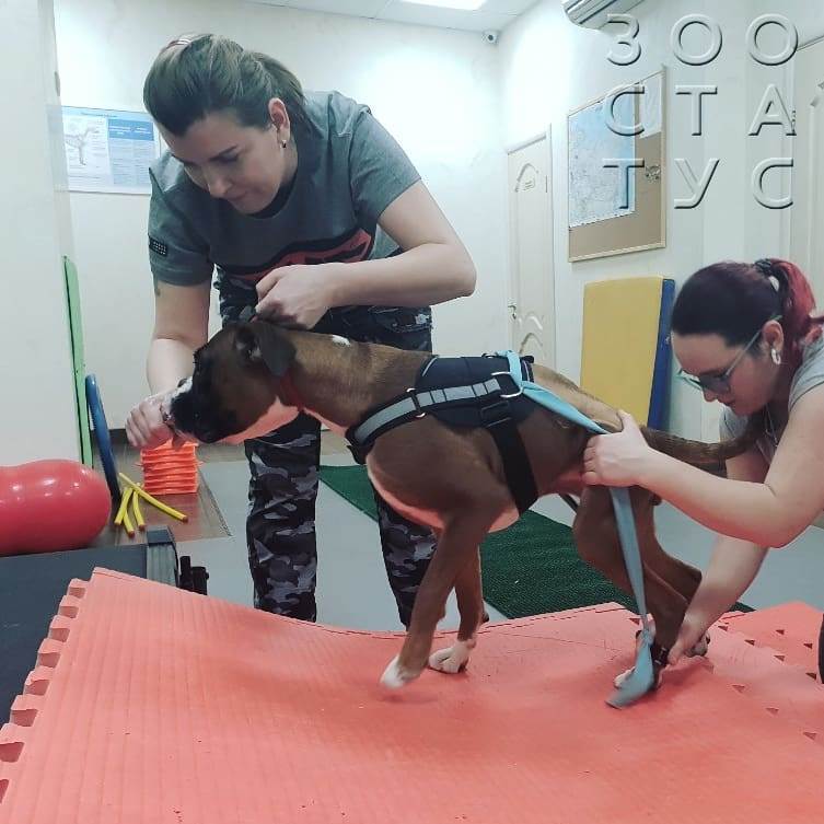 собака  хромает