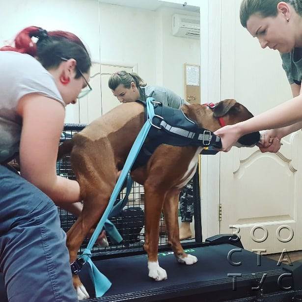 собака  хромает