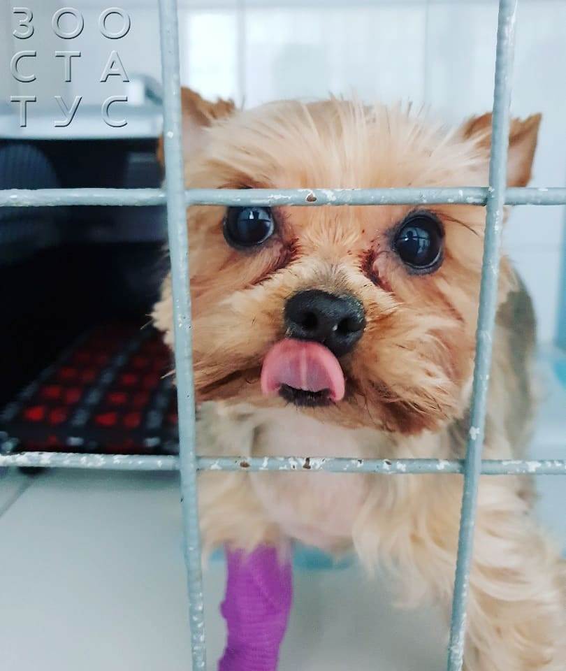 собака  хромает