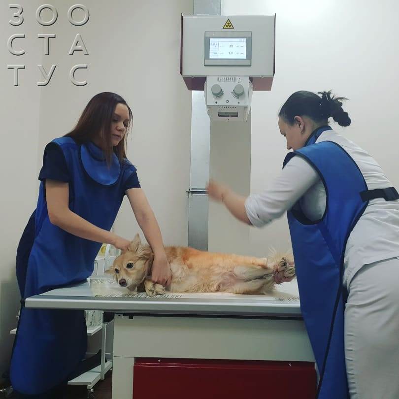 собака  хромает