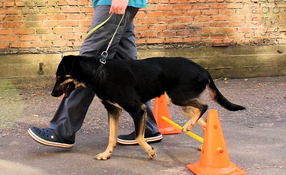 пожилая собака