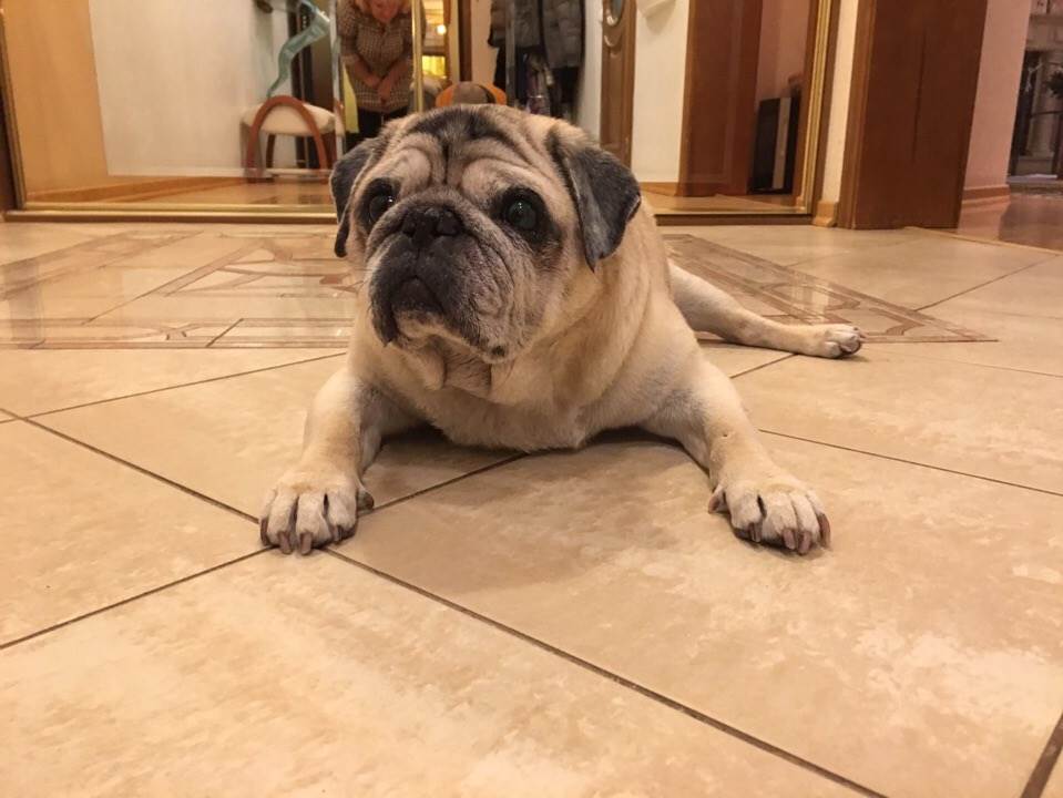 пожилая собака