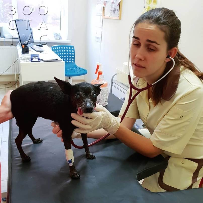 пожилая собака