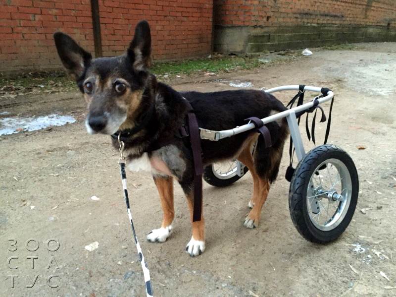 пожилая собака