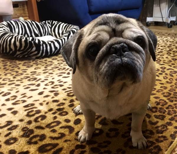 пожилая собака