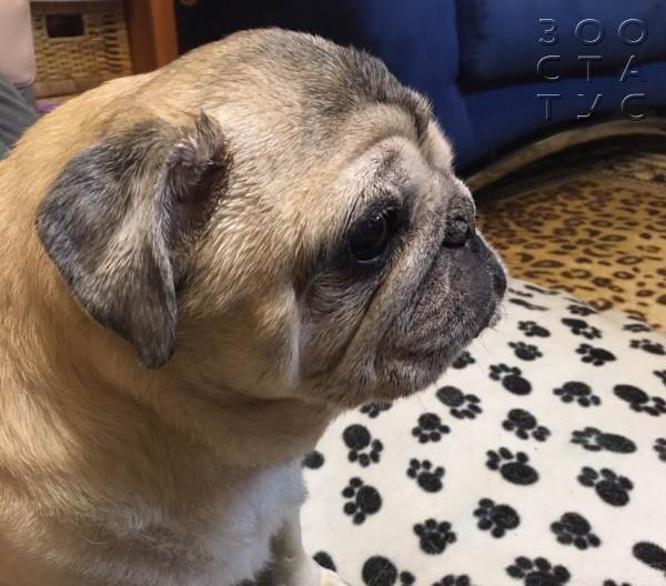 пожилая собака