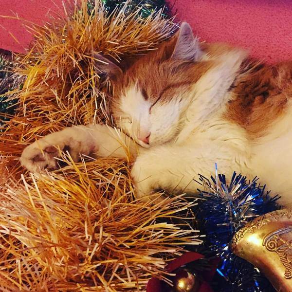 пожилая кошка