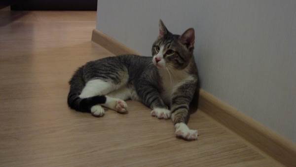 пожилая кошка