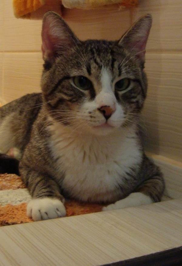 пожилая кошка