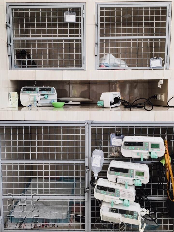 стационар для животных