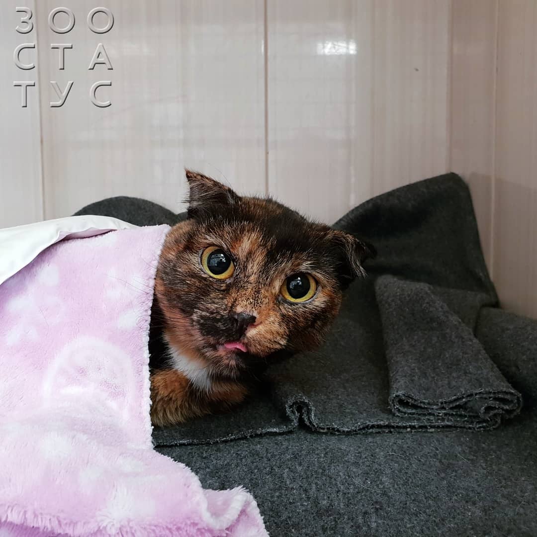 как лучше стерилизовать кошку