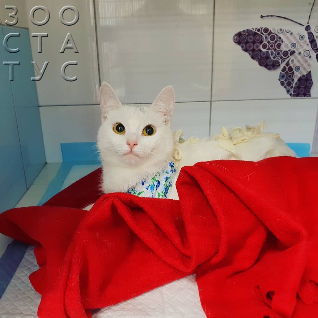 как лучше стерилизовать кошку