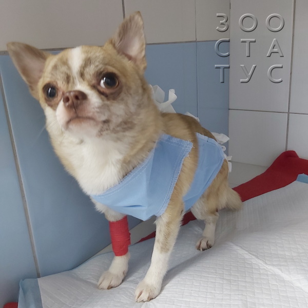 стерилизация собак