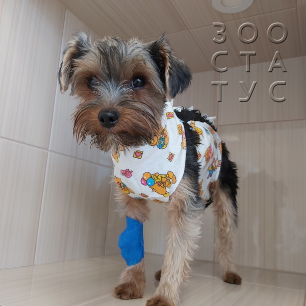 стерилизация собак