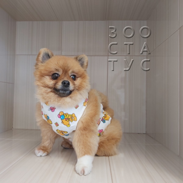 стерилизация собак