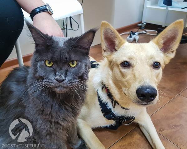 собака и кошка на приеме