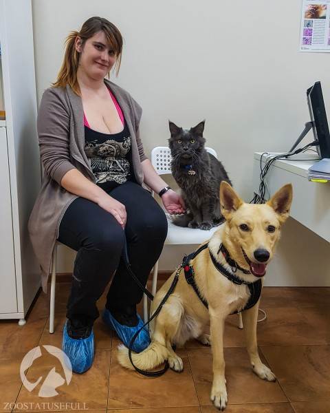 собака и кошка на приеме