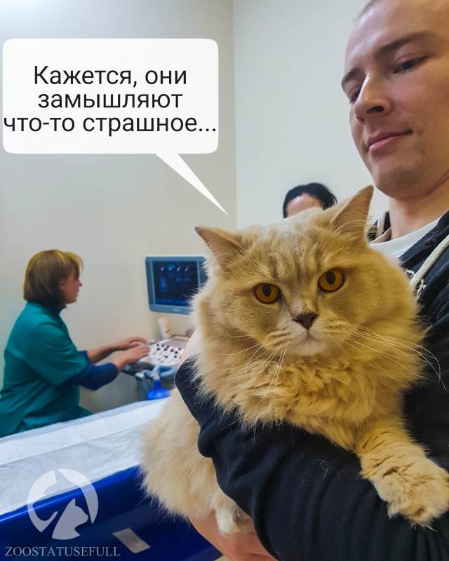 кошка на приеме