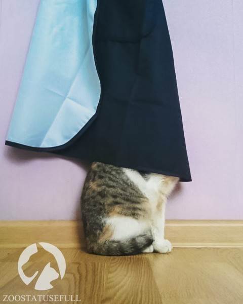 стресс у собак