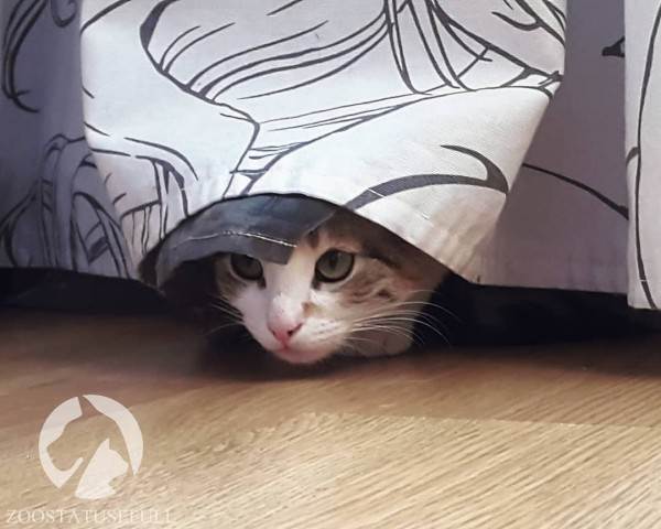 стресс у собак