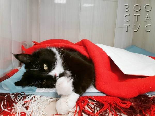 учащенное дыхание у кошек (тахипное)