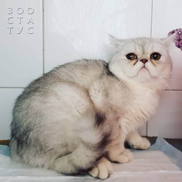 учащенное дыхание у кошек (тахипное)