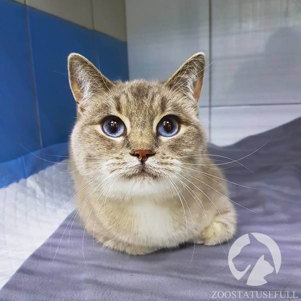 учащенное дыхание у кошек (тахипное)