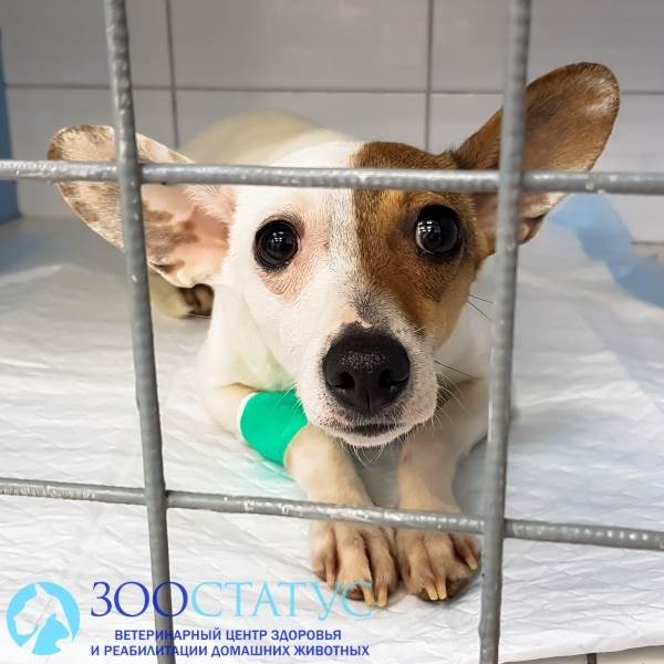 частое дыхание у собаки