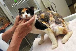 Термические ожоги у кошек Фото