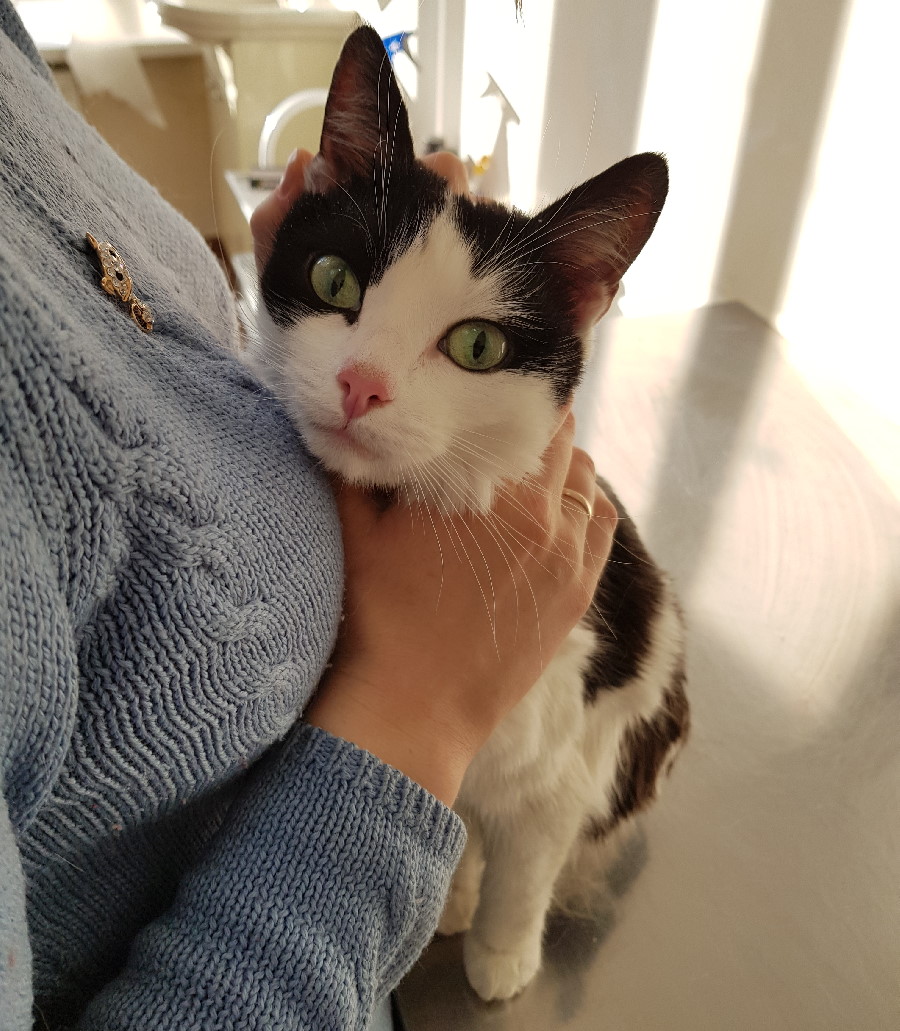 токсоплазмоз опасность для беременных