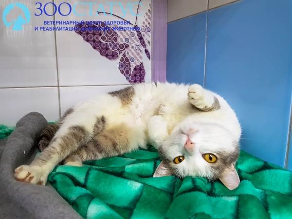 цистит у кошки