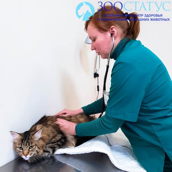 диагностика цистита у кошки