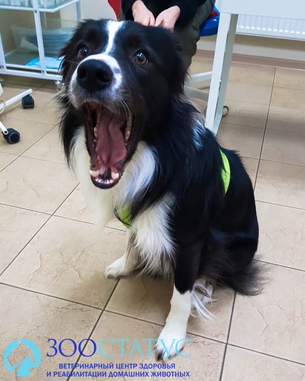 уретростомия у собаки