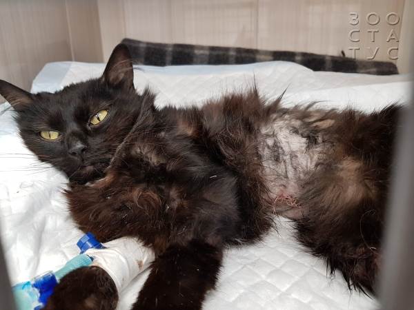 угрожающие жизни животных состояния