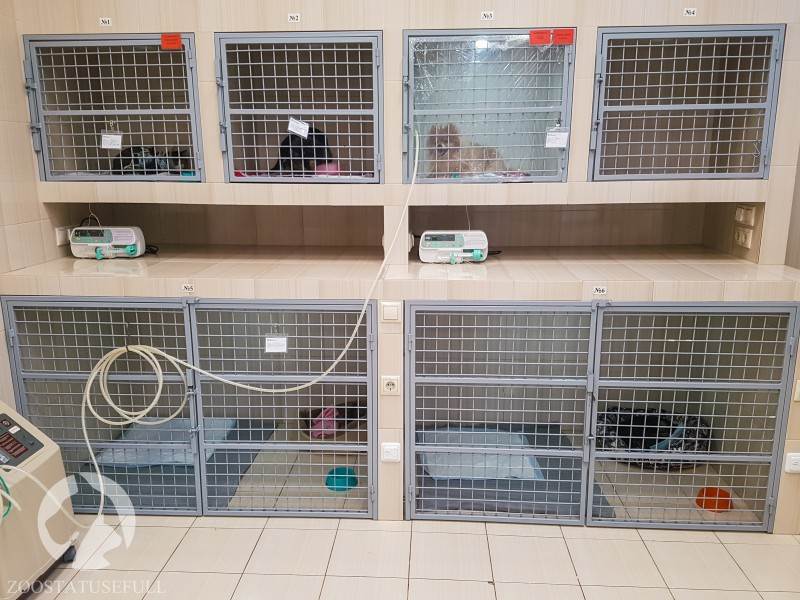 угрожающие жизни животных состояния