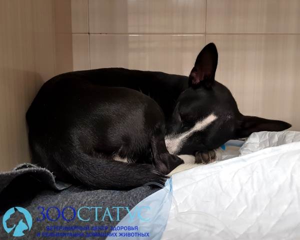 угрожающие жизни животных состояния