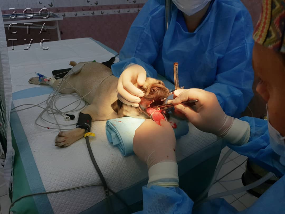 угрожающие жизни животных состояния