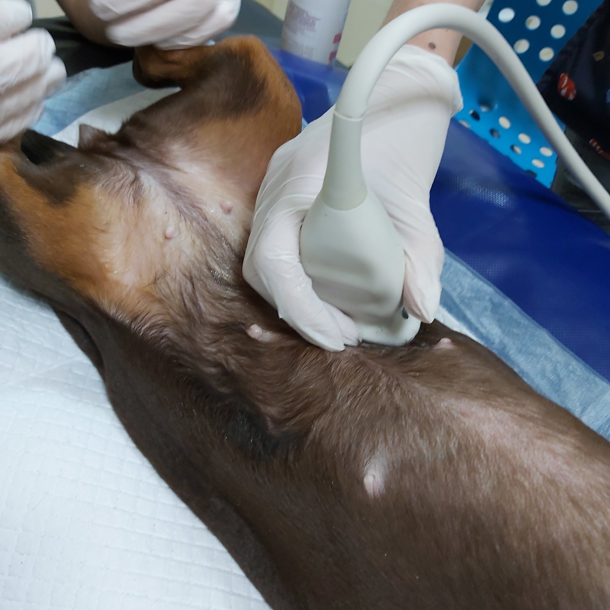 узи печени собаке