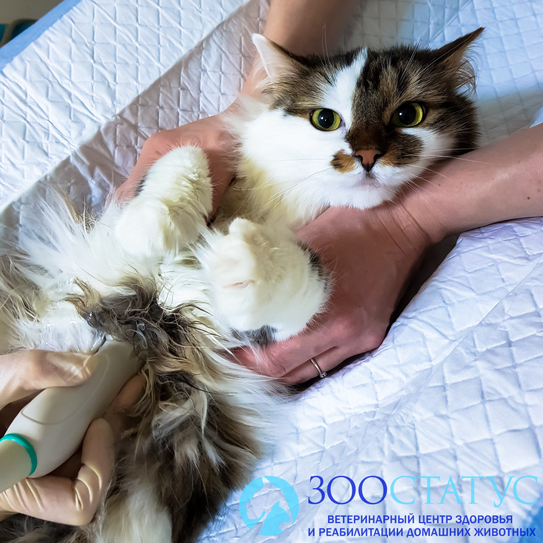 узи почек кошке