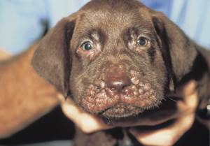 Ювенильный целлюлит Фото