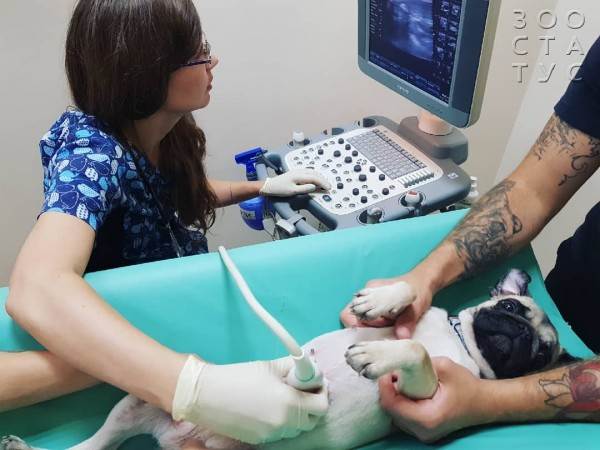 подготовка к узи