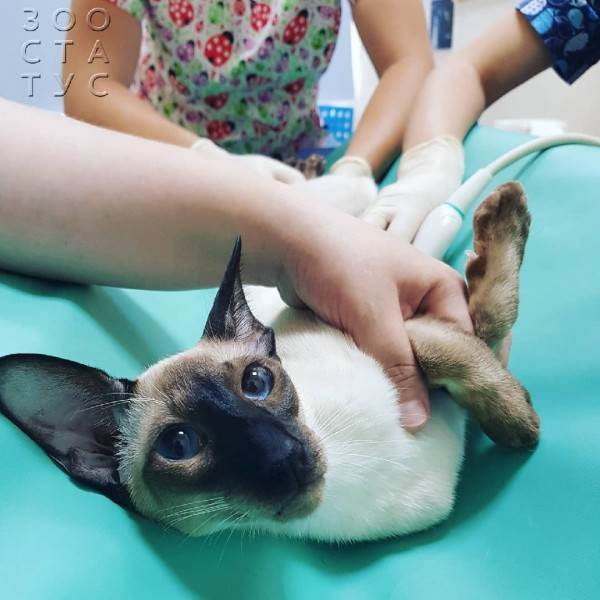 подготовка к узи