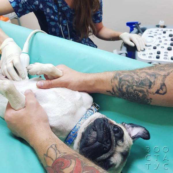 подготовка к узи