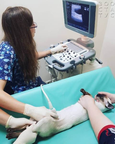 подготовка к узи