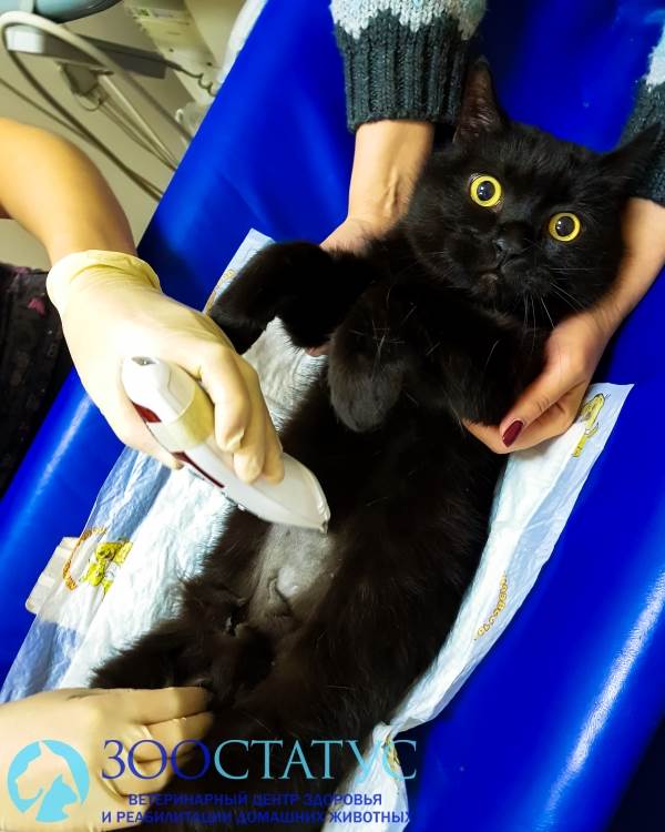 УЗИ беременной кошке