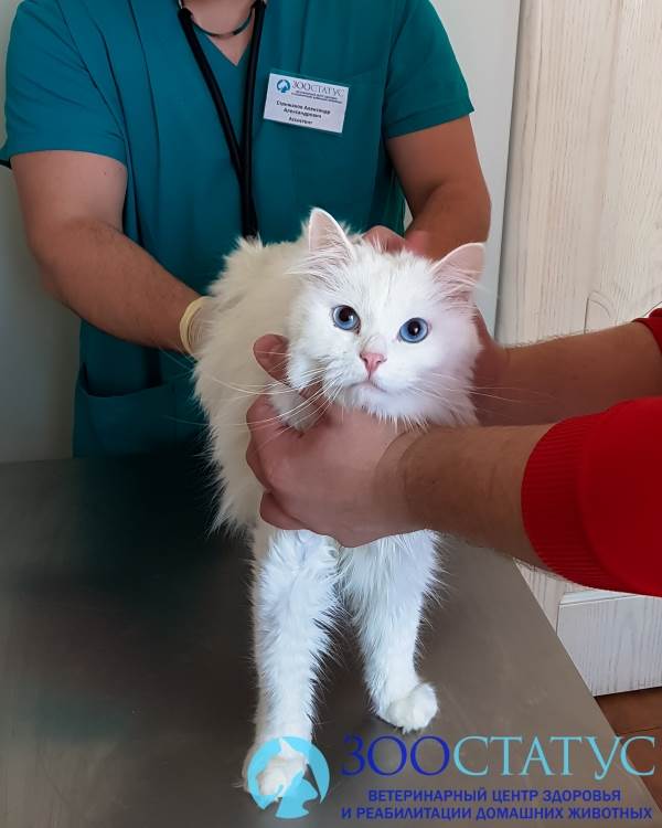 кастрация кота