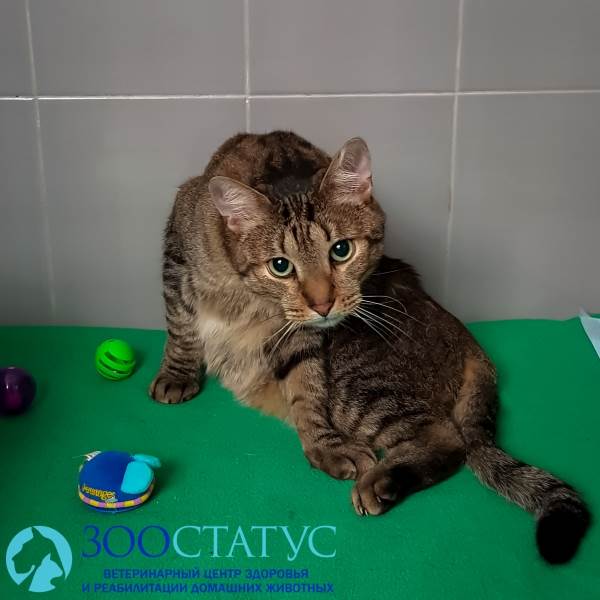 кастрация кота