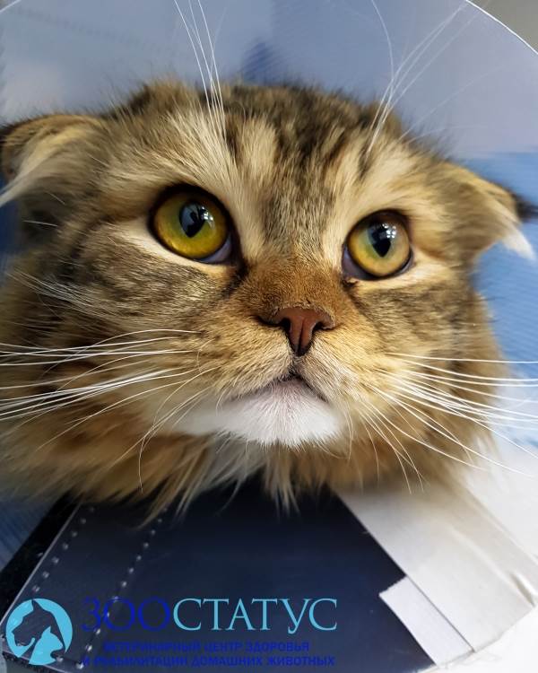 кастрация кота