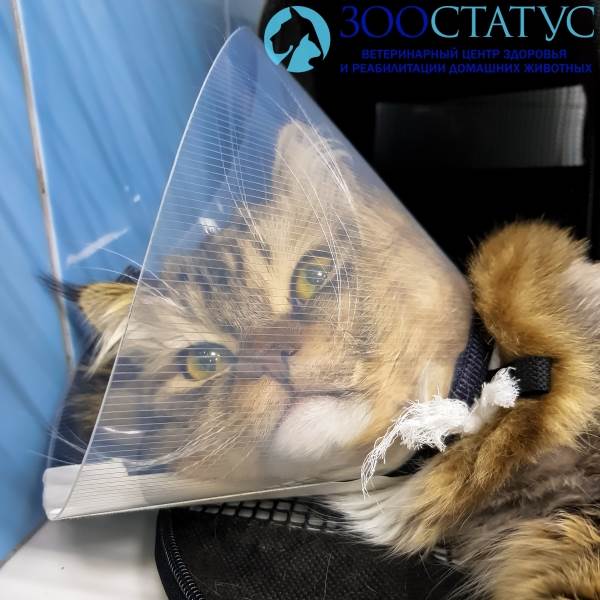 кастрация кота