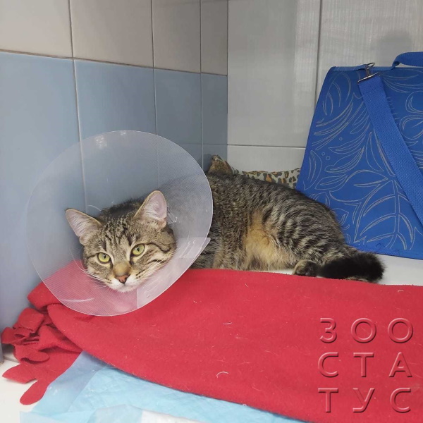 кастрация кота